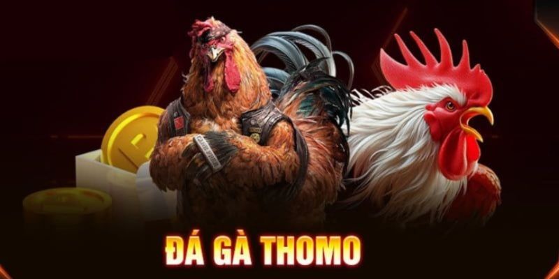 Đá gà trường thomo