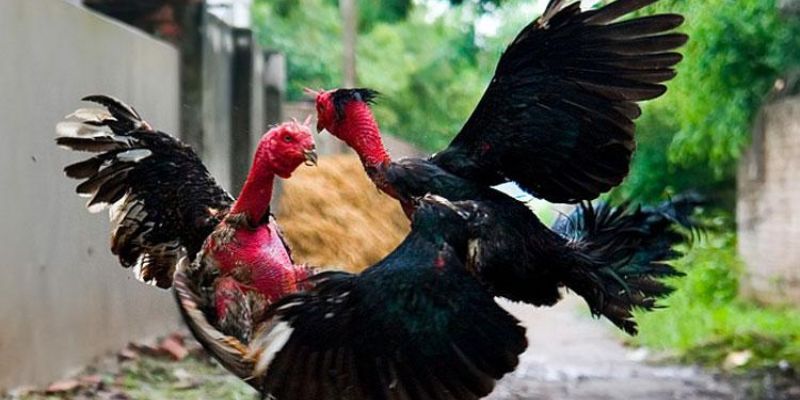 Bí quyết chơi đá gà