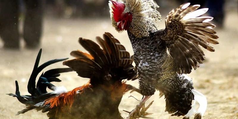 Bí quyết chơi đá gà